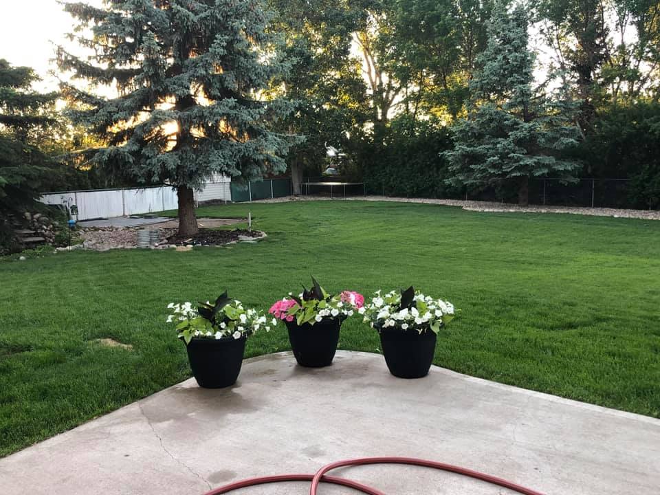 Lawn after restoration
